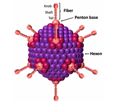 La cápside icosaédrica del adenovirus
